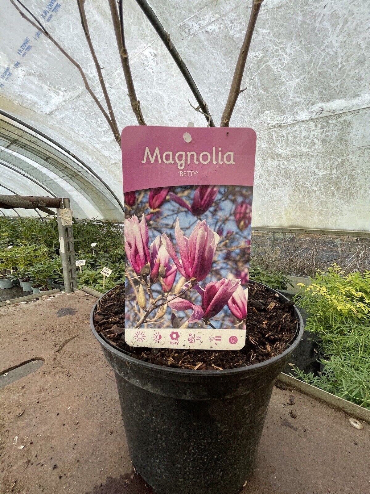 Magnolia Betty