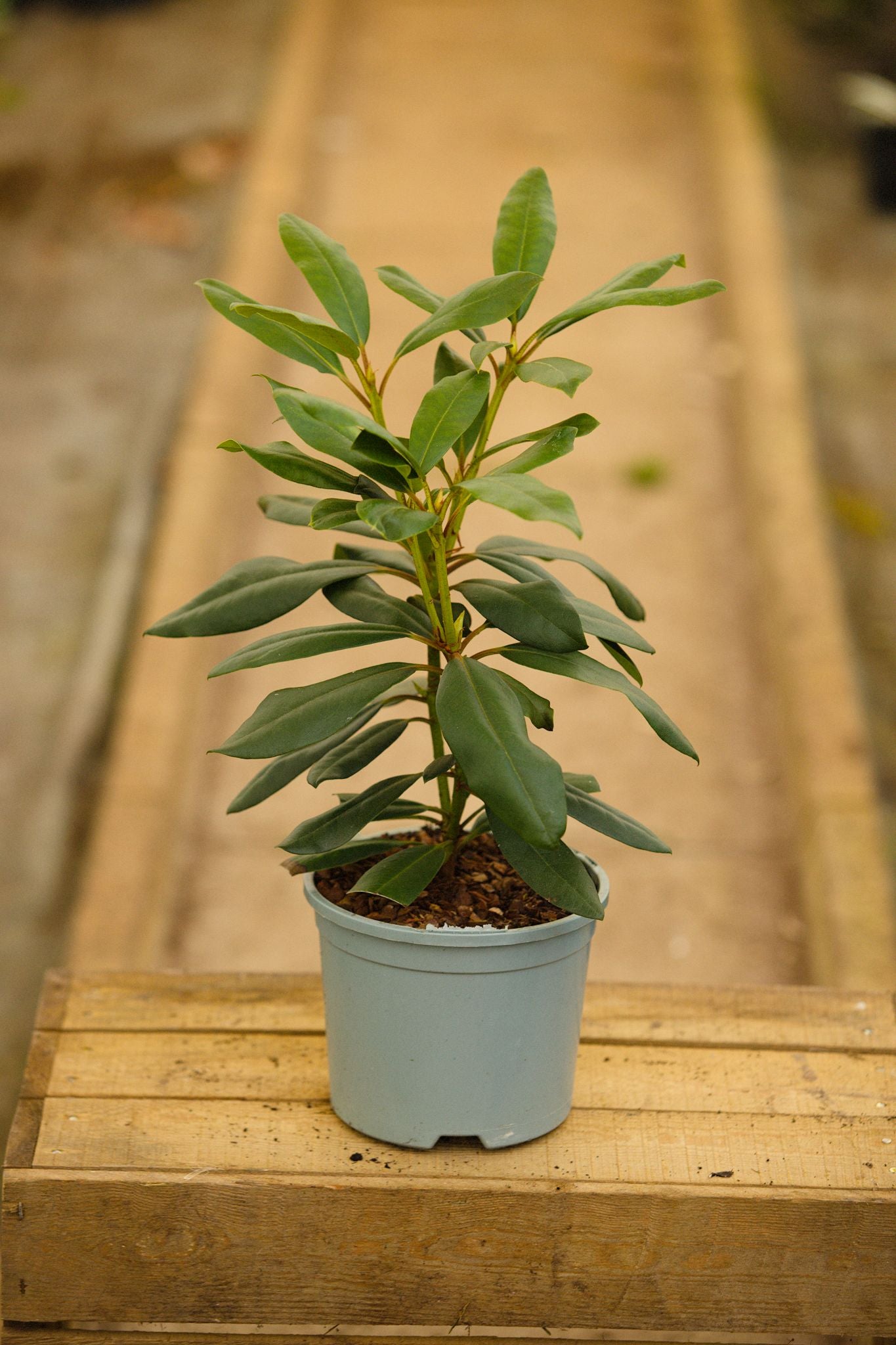 Rhododendron Marcel Menard