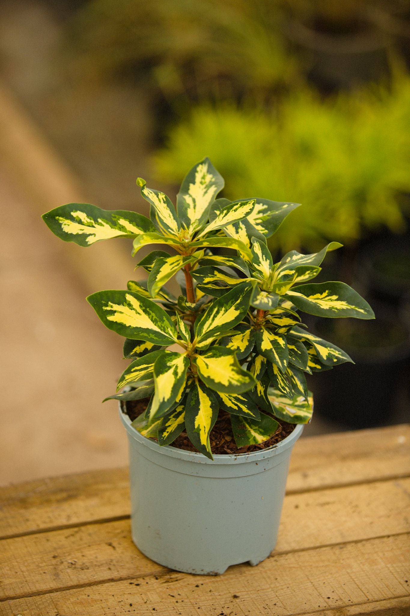 Rhododendron Moulton Gold