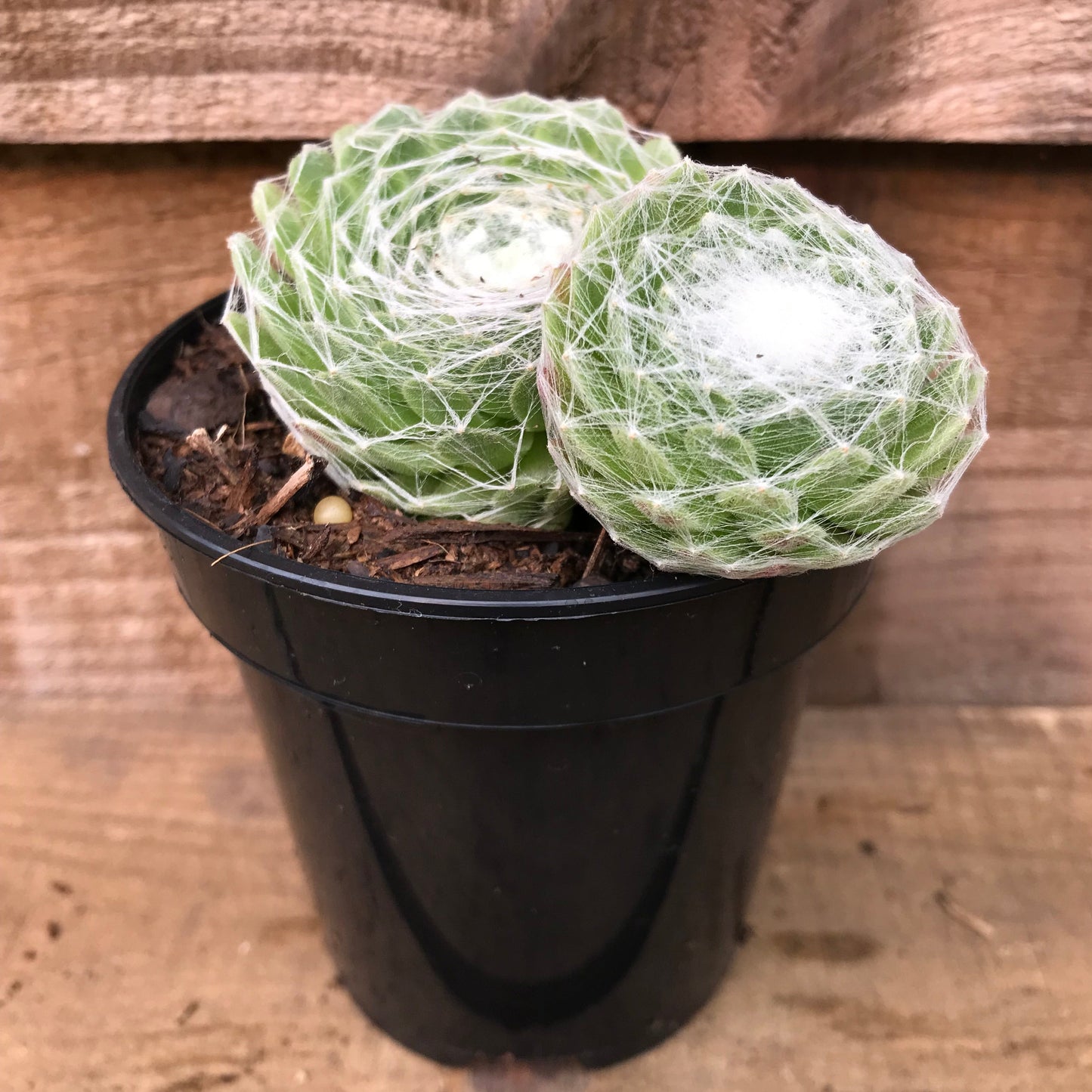 Sempervivum arachnoideum