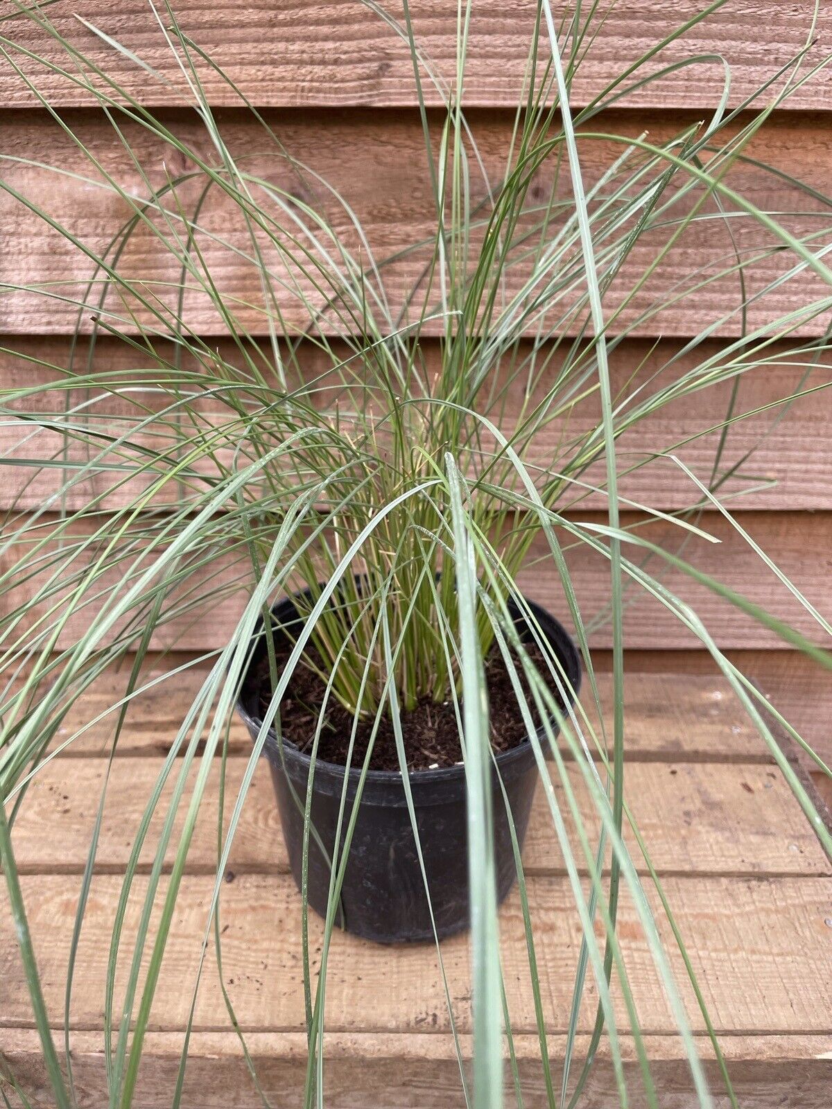 Stipa gigantea