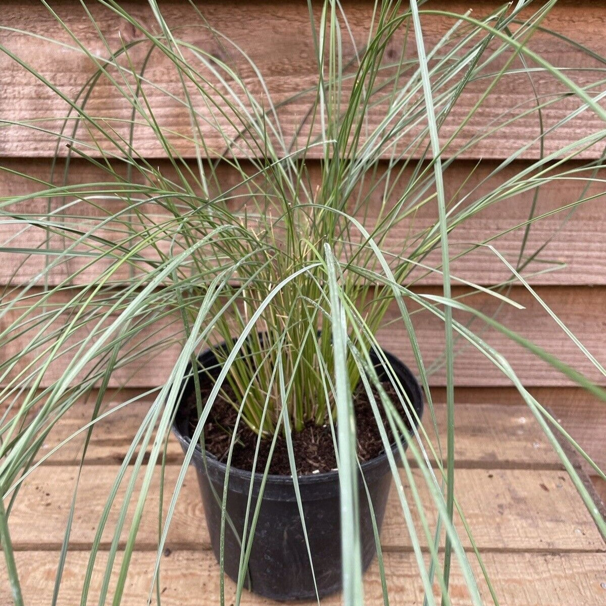 Stipa gigantea