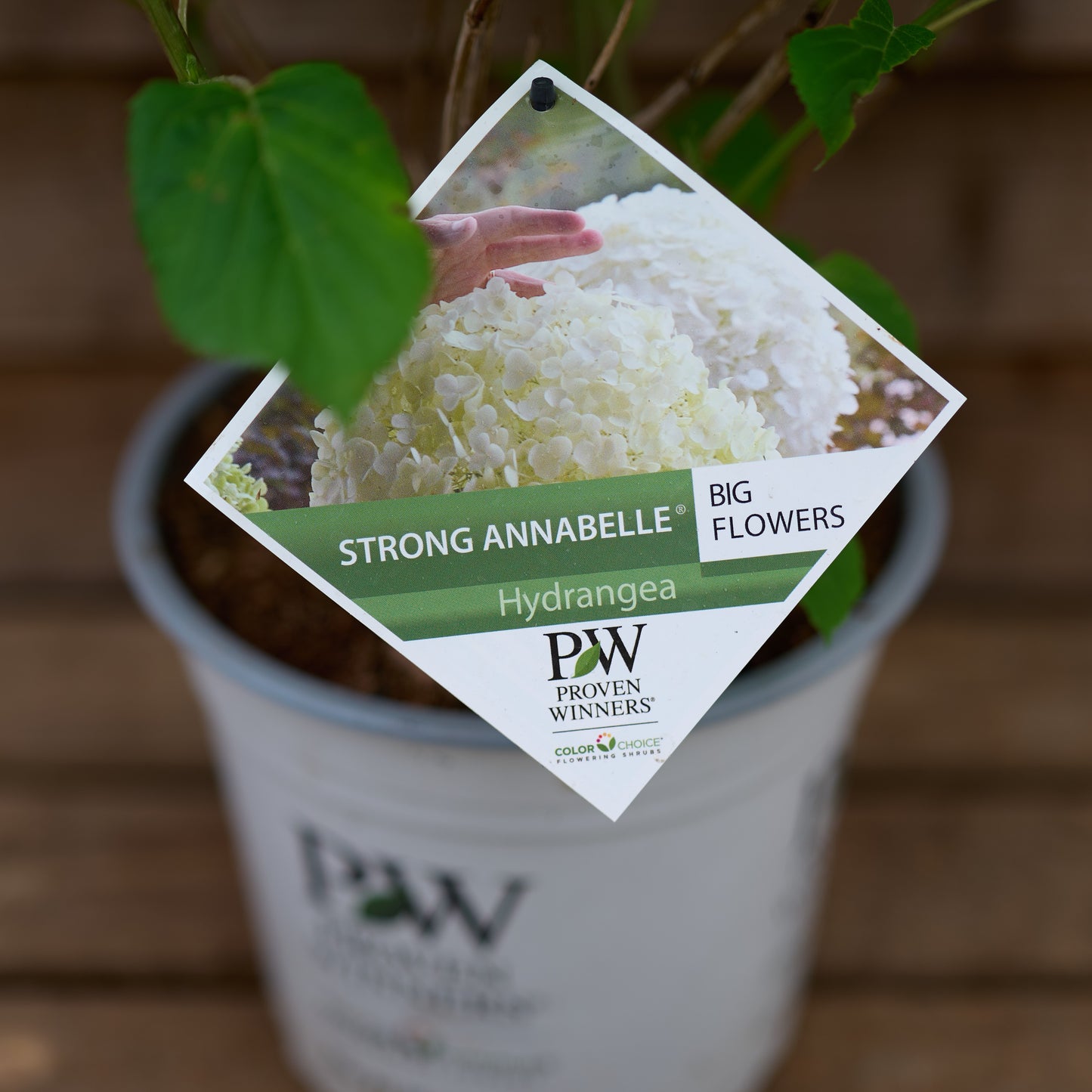 Hydrangea Strong Annabelle
