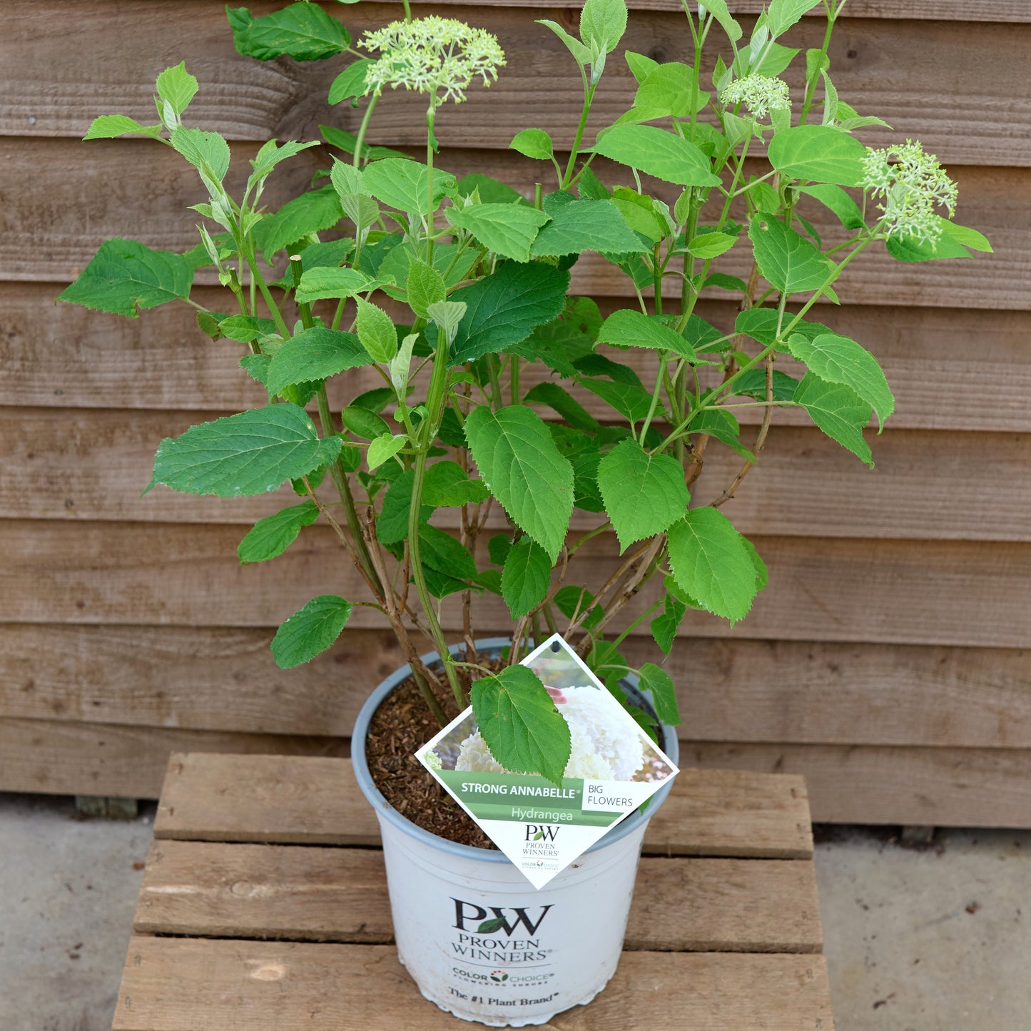Hydrangea Strong Annabelle