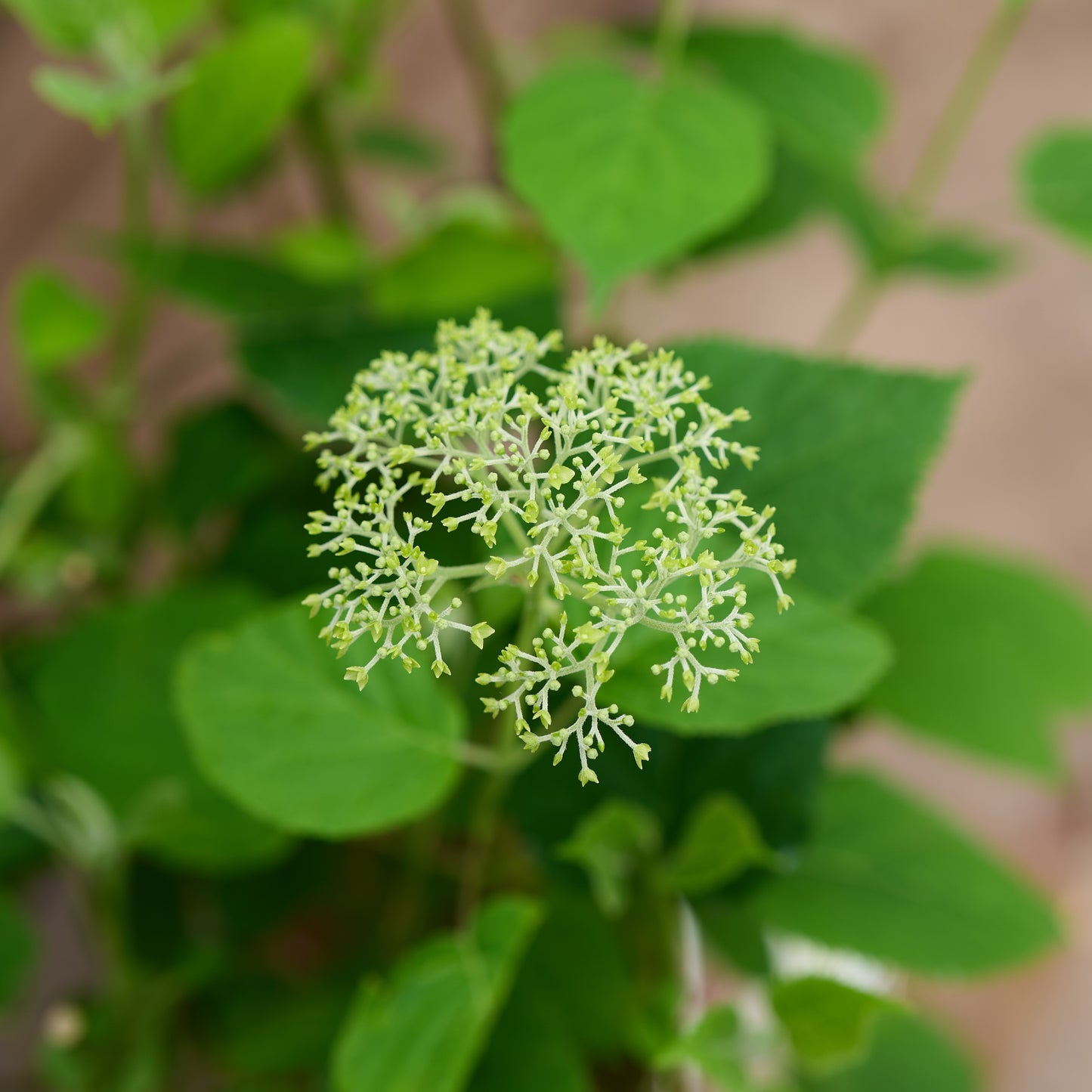 Hydrangea Strong Annabelle