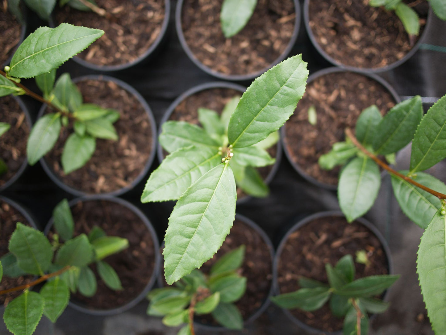 Tea Plant