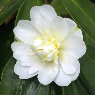 Camellia Autumn Flowering Collection