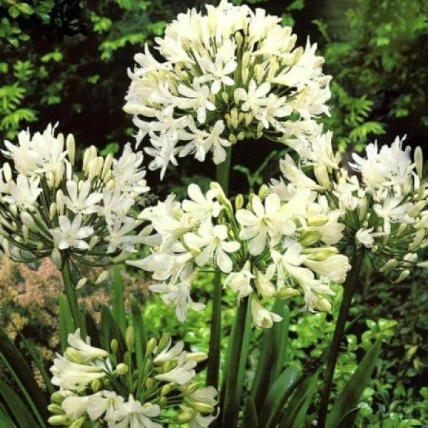 Agapanthus White