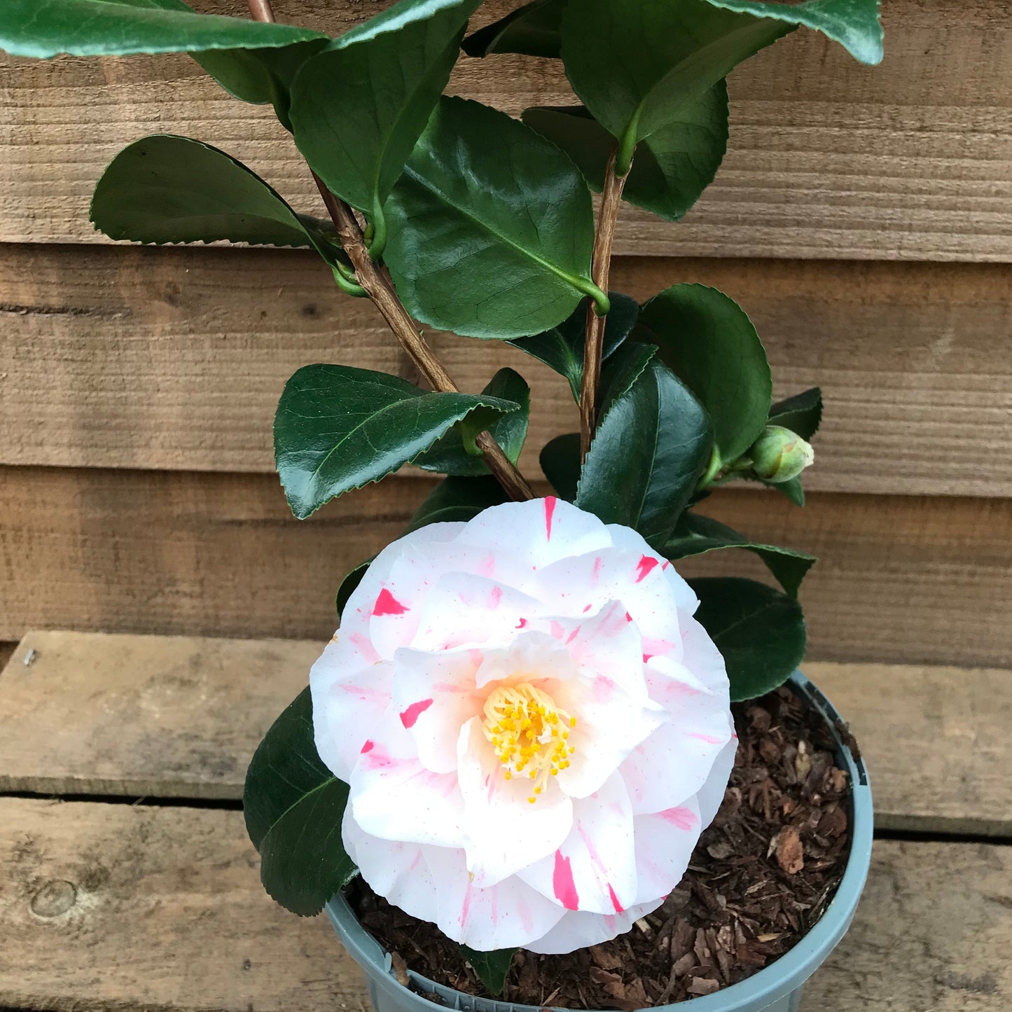 Camellia Contessa Lavinia Maggi