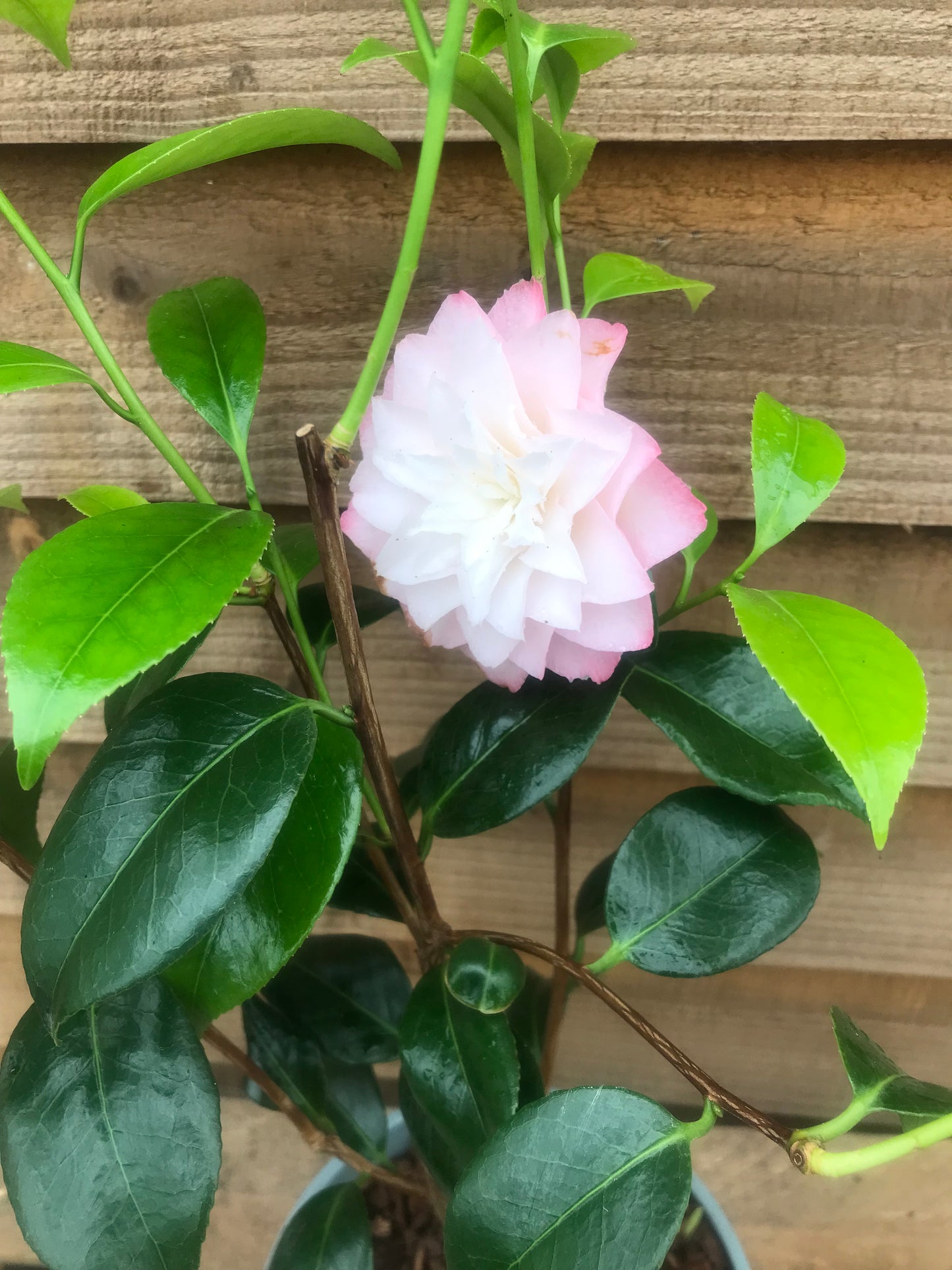 Camellia Nuccio's Pearl