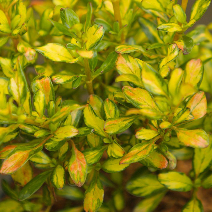 Coprosma Lemon and Lime