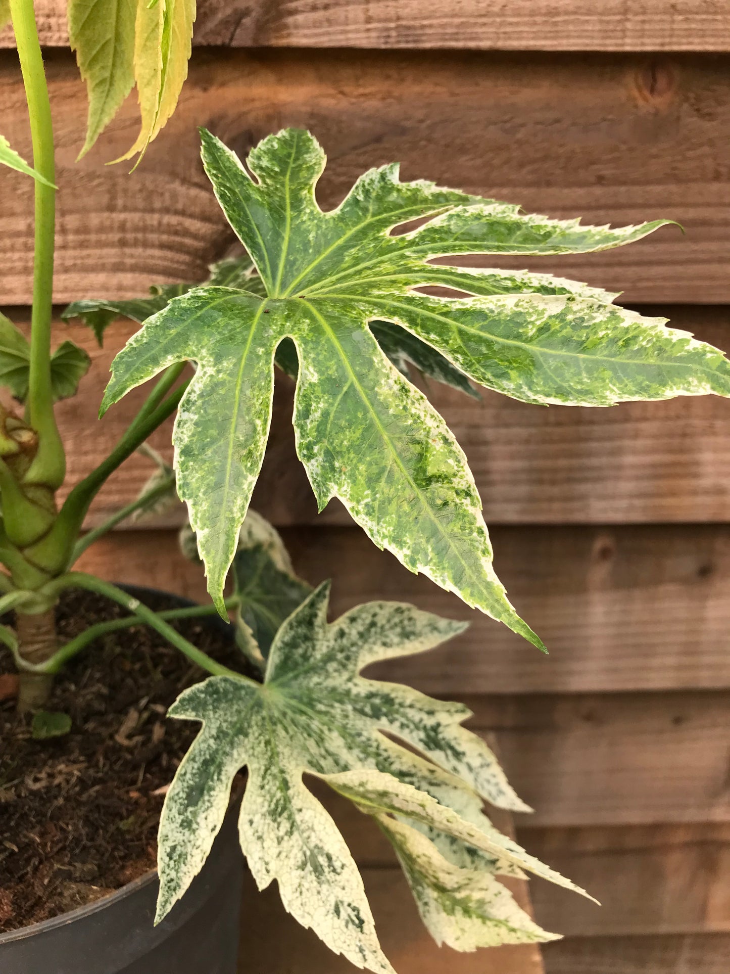 Fatsia Spider's Web