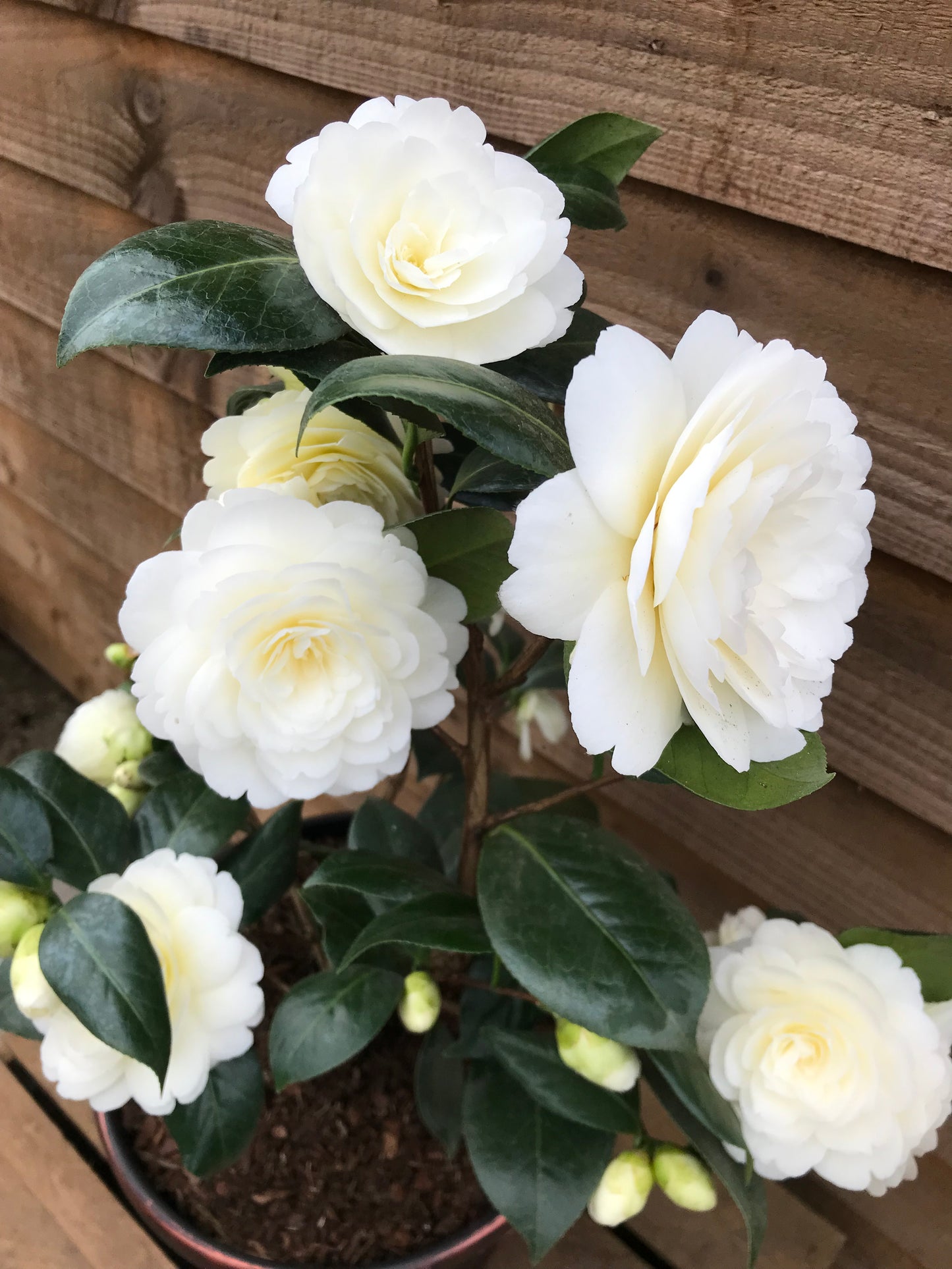 Camellia Golden Anniversary