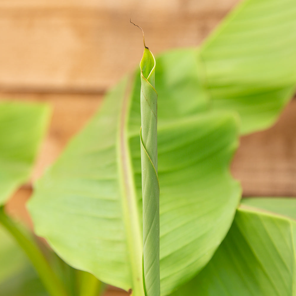 Musa basjoo (AGM) Japanese Banana 