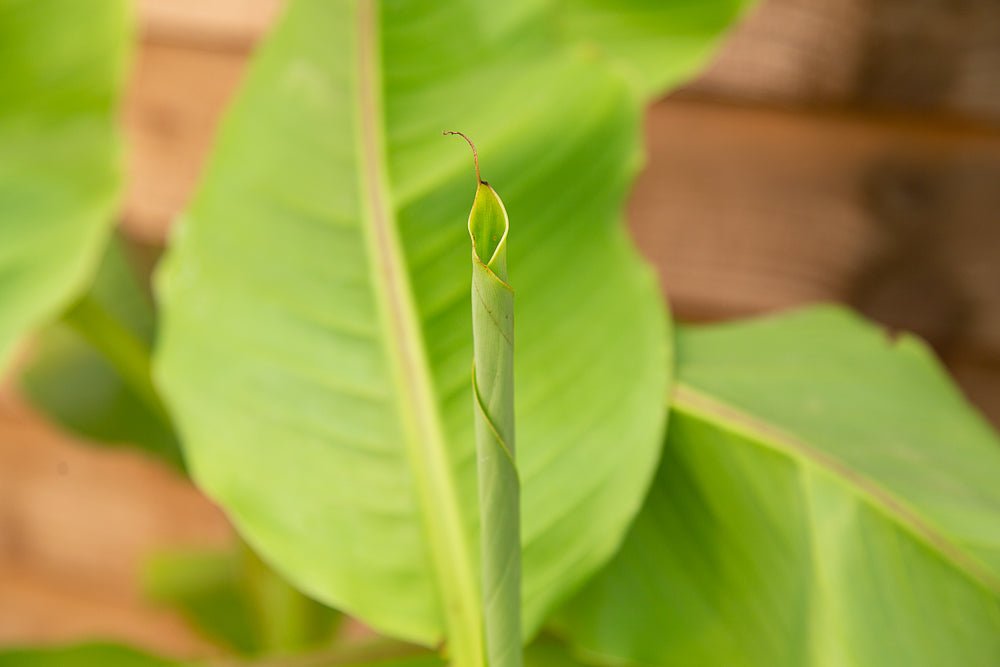 Musa basjoo (AGM) Japanese Banana 