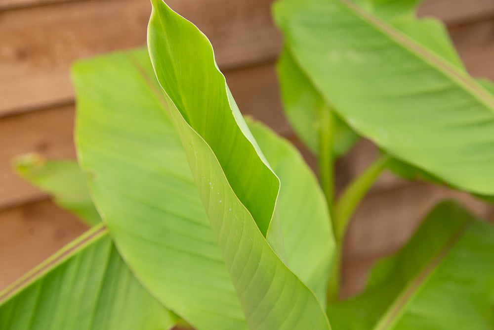 Musa basjoo (AGM) Japanese Banana 