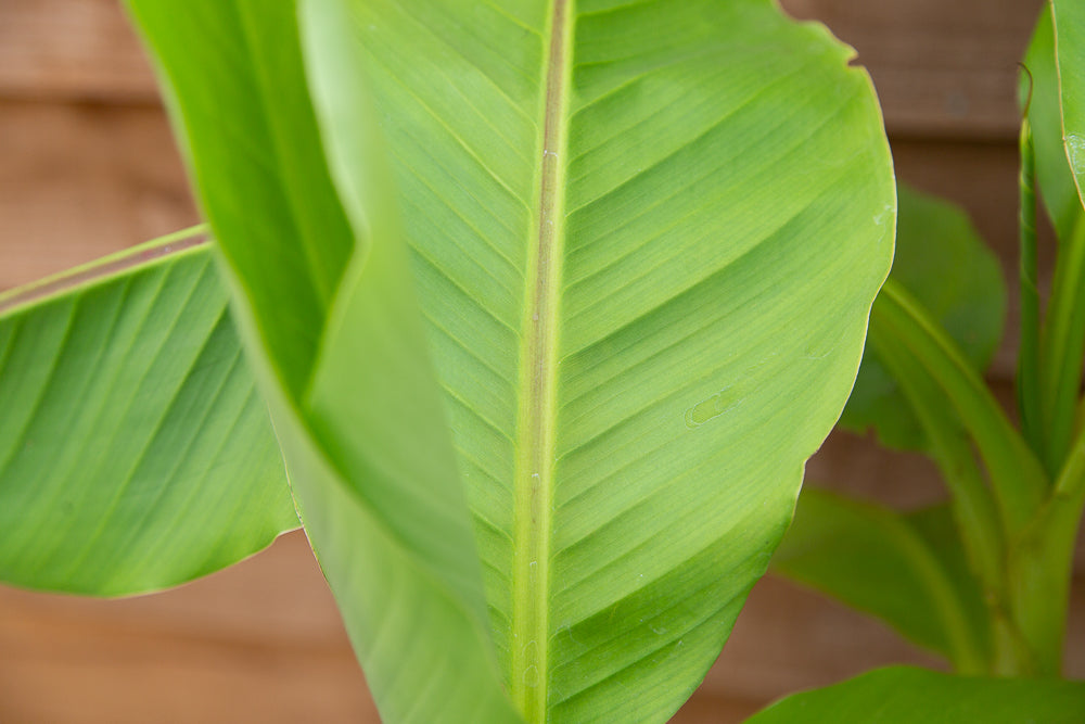 Musa basjoo (AGM) Japanese Banana 