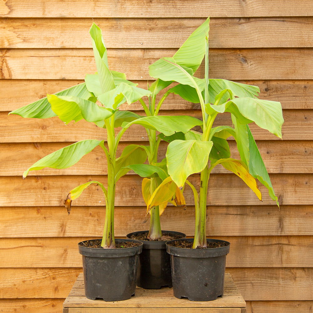Musa basjoo (AGM) Japanese Banana
