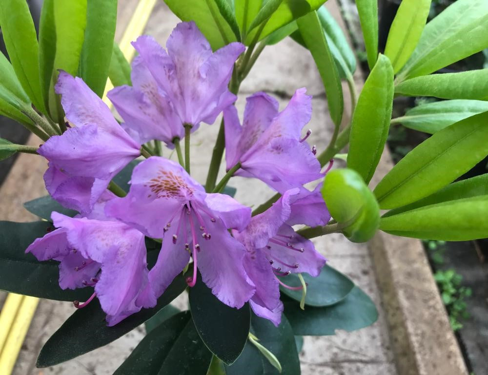 Rhododendron Grandiflorum