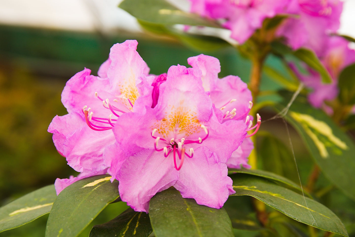 Rhododendron hybrid ‘Goldflimmer’ 