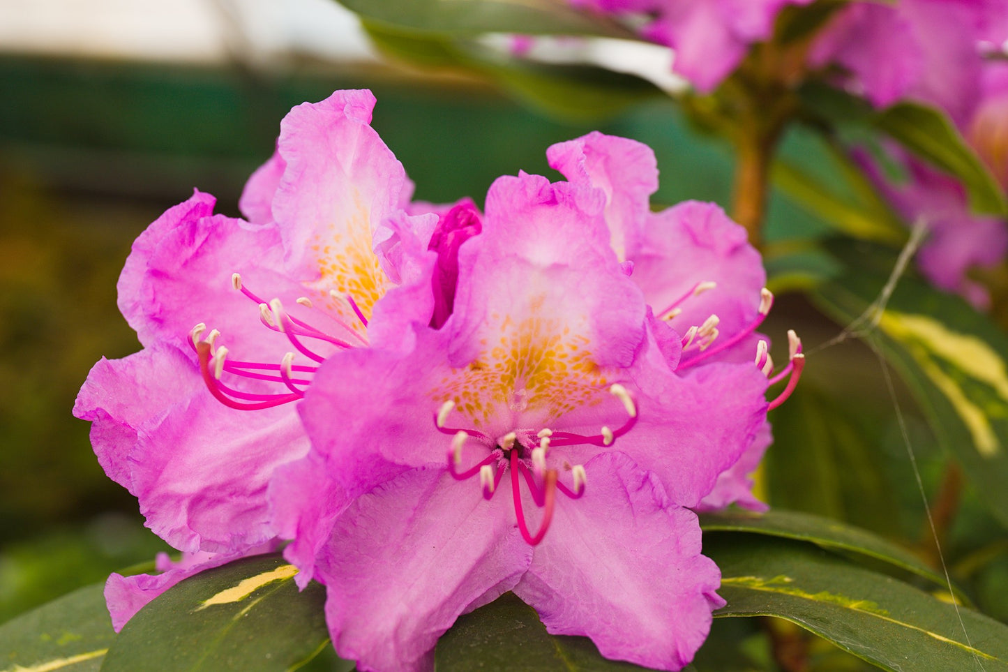 Rhododendron hybrid ‘Goldflimmer’ 