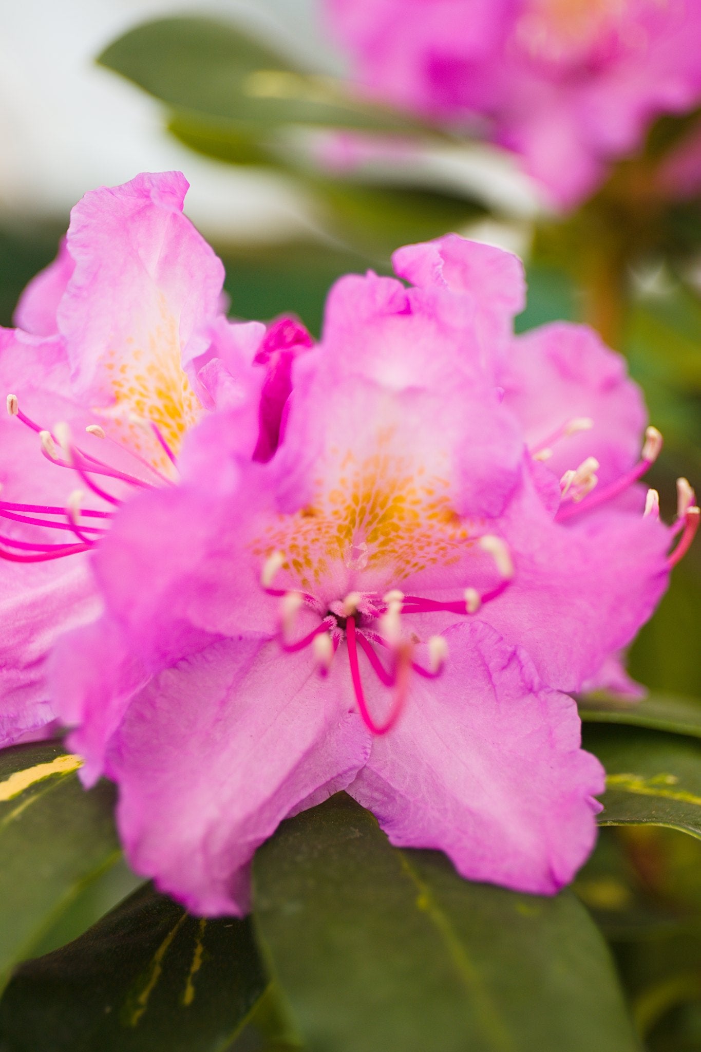 Rhododendron hybrid ‘Goldflimmer’ 