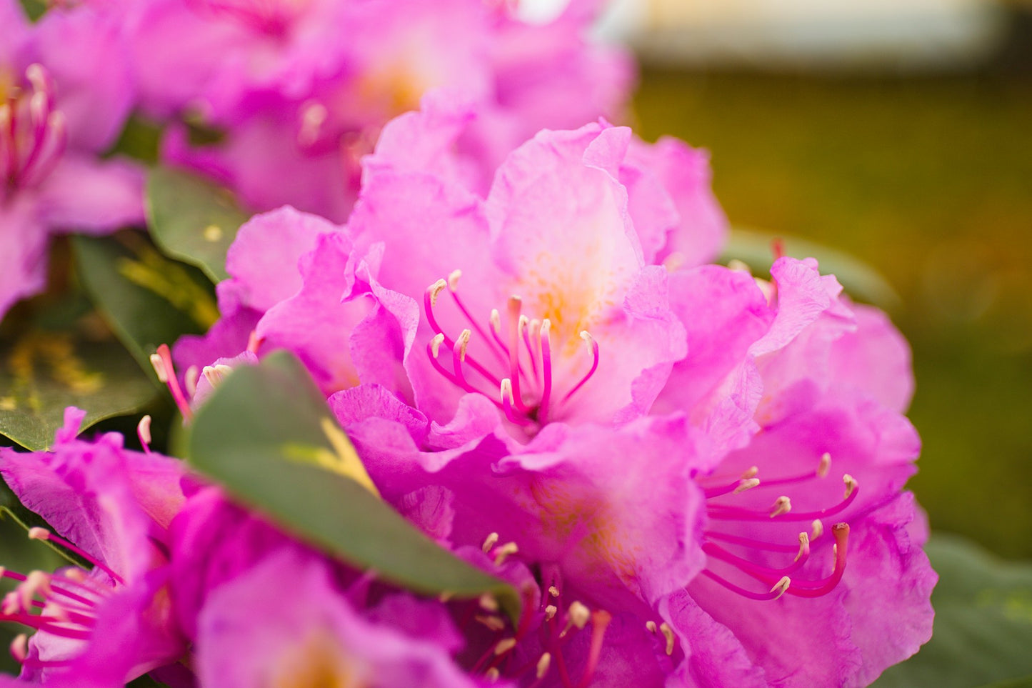 Rhododendron hybrid ‘Goldflimmer’ 