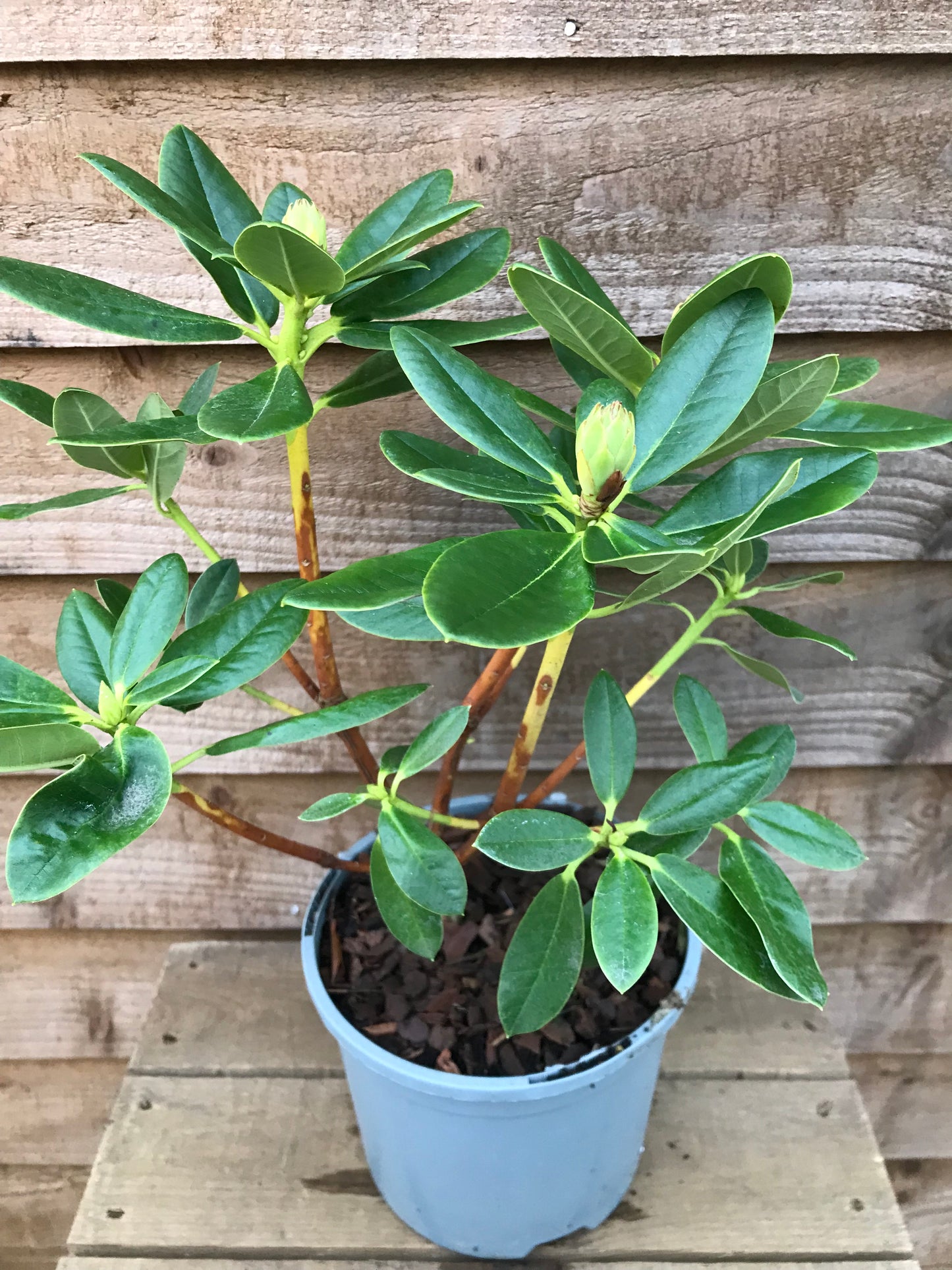 Rhododendron Nancy Evans