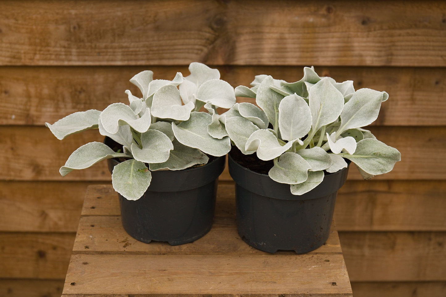 Senecio Angel Wings