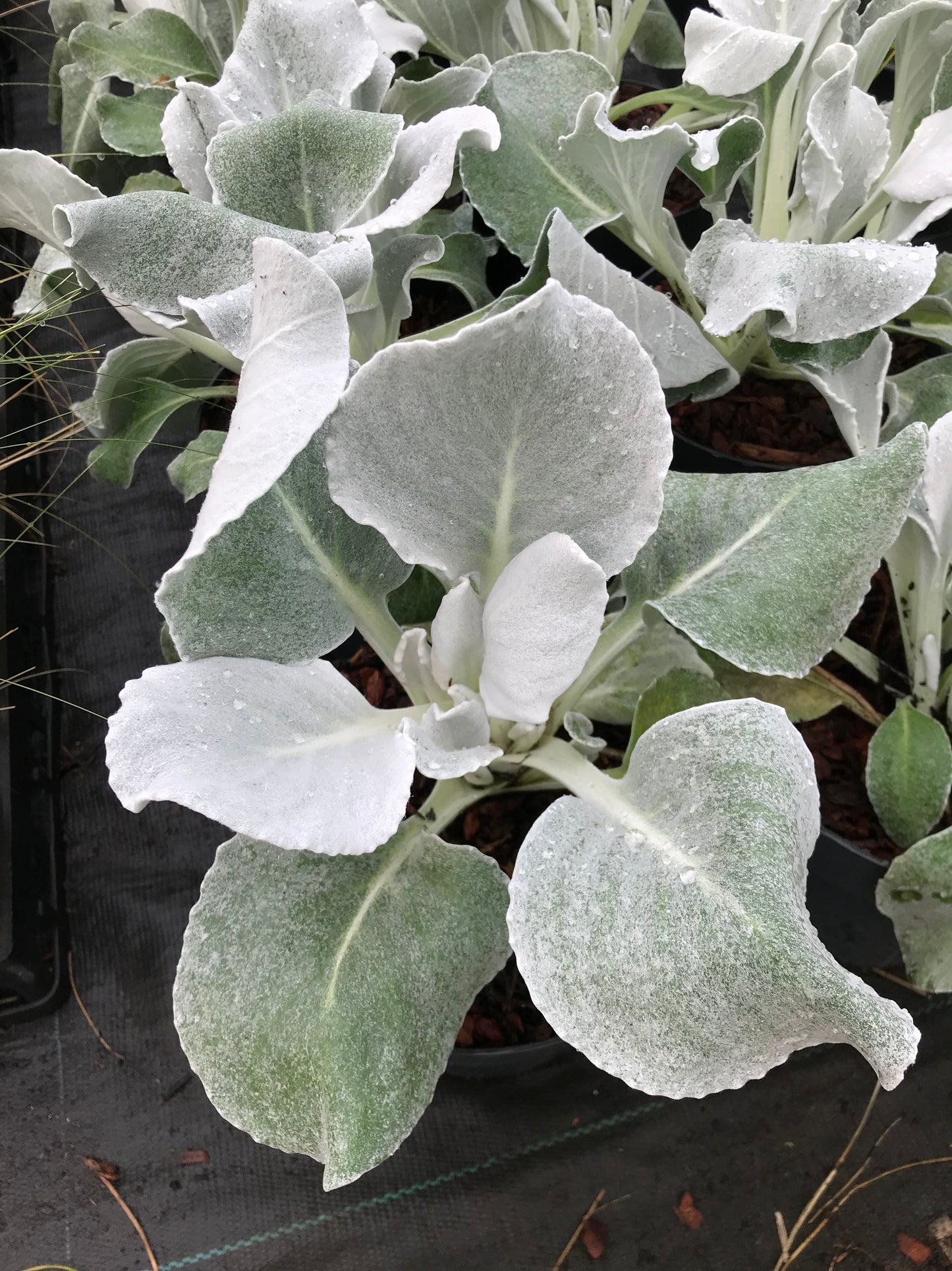 Senecio Angel Wings