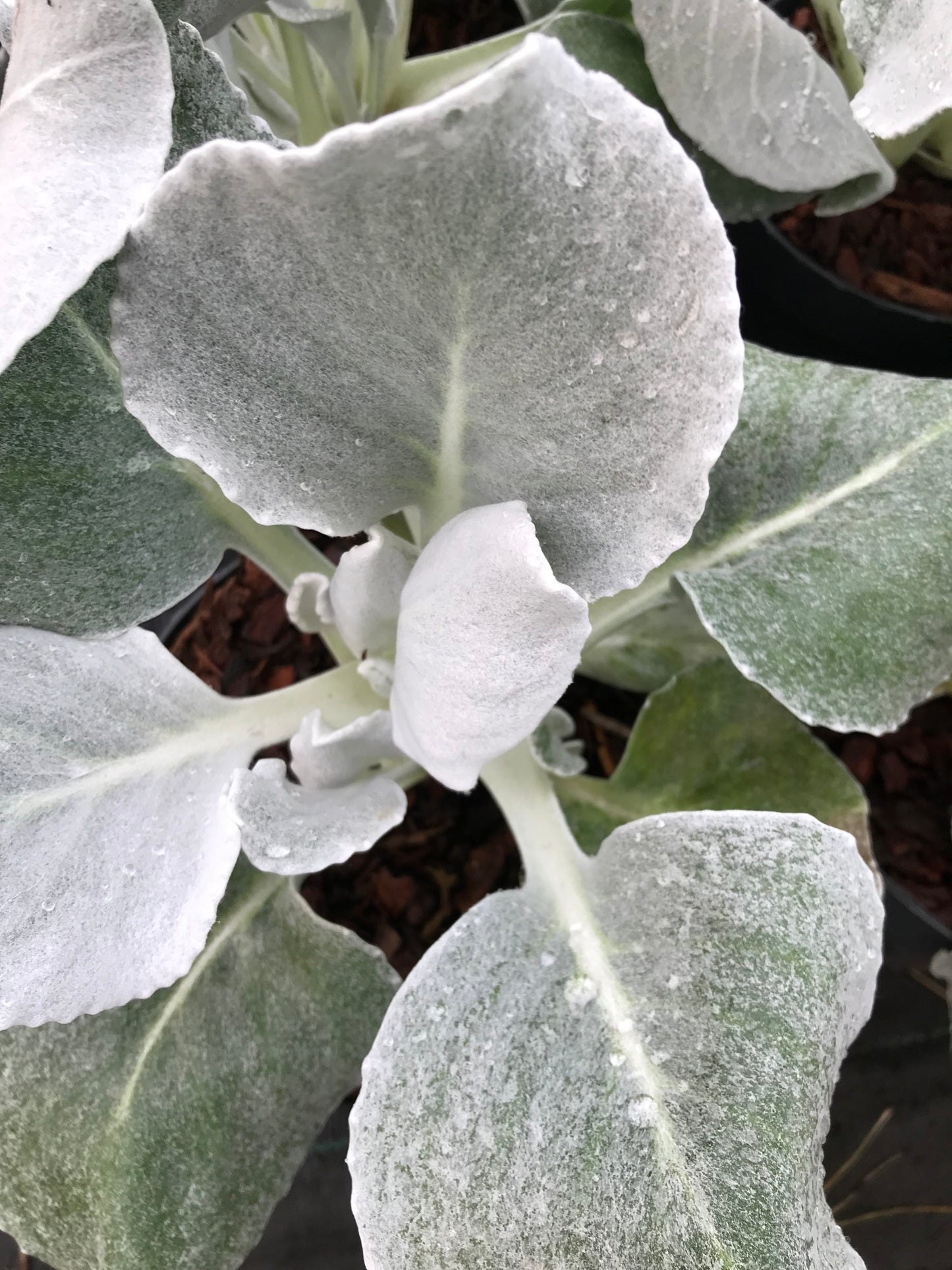 Senecio Angel Wings