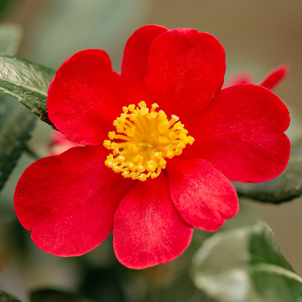 Camellia Yuletide