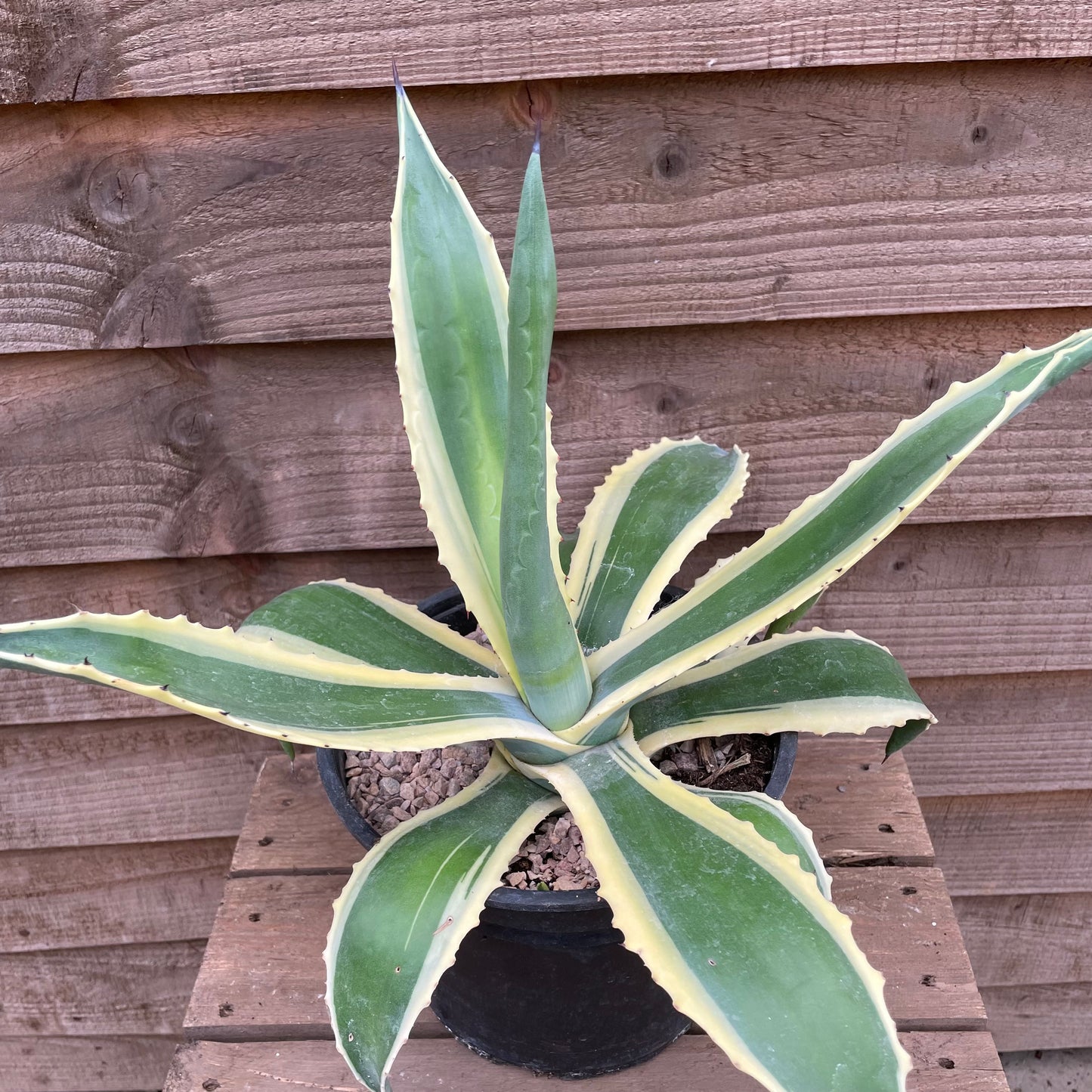 Agave Variegata