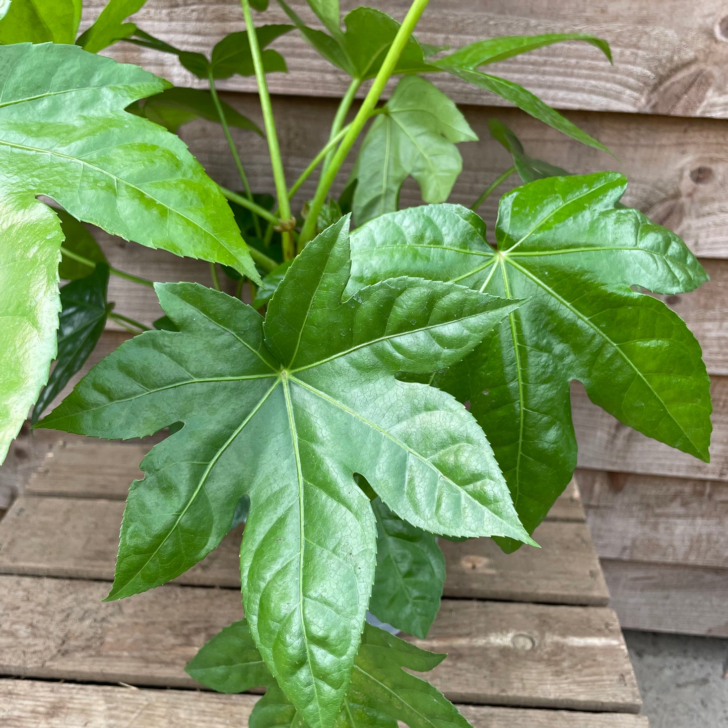 leaves on potted fatsia japonica