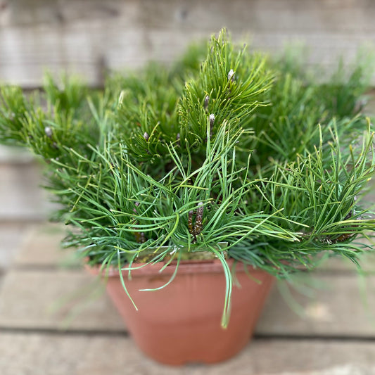 Pinus Pumilio