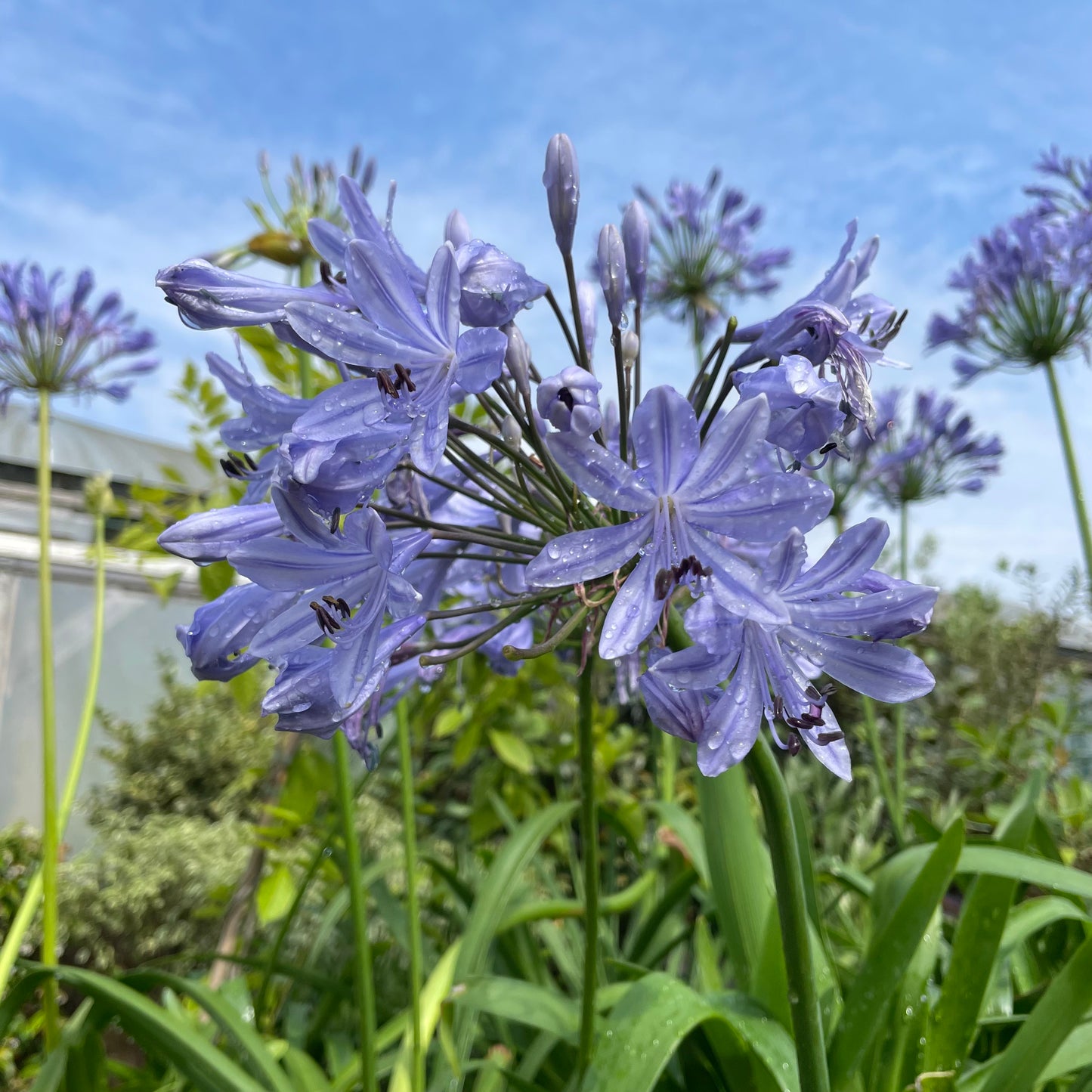 Agapanthus Big Blue