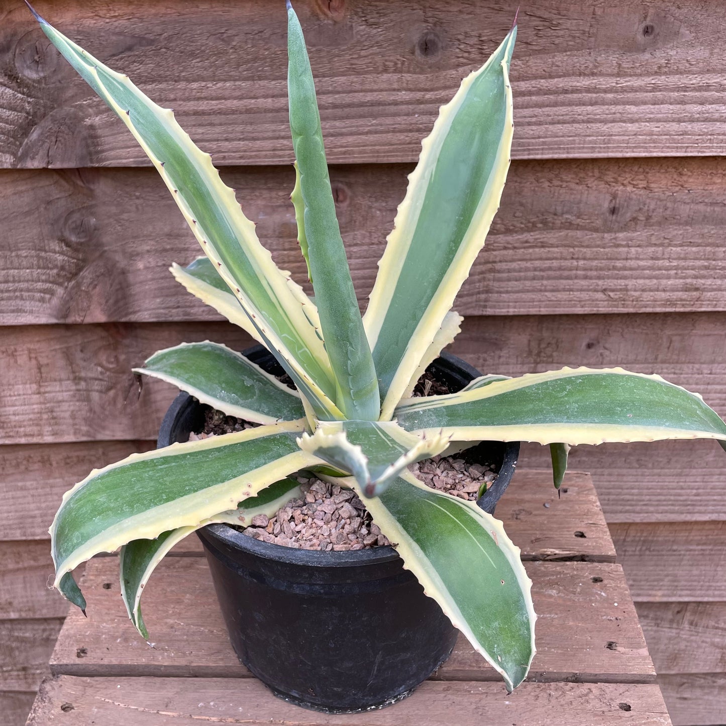 Agave Variegata