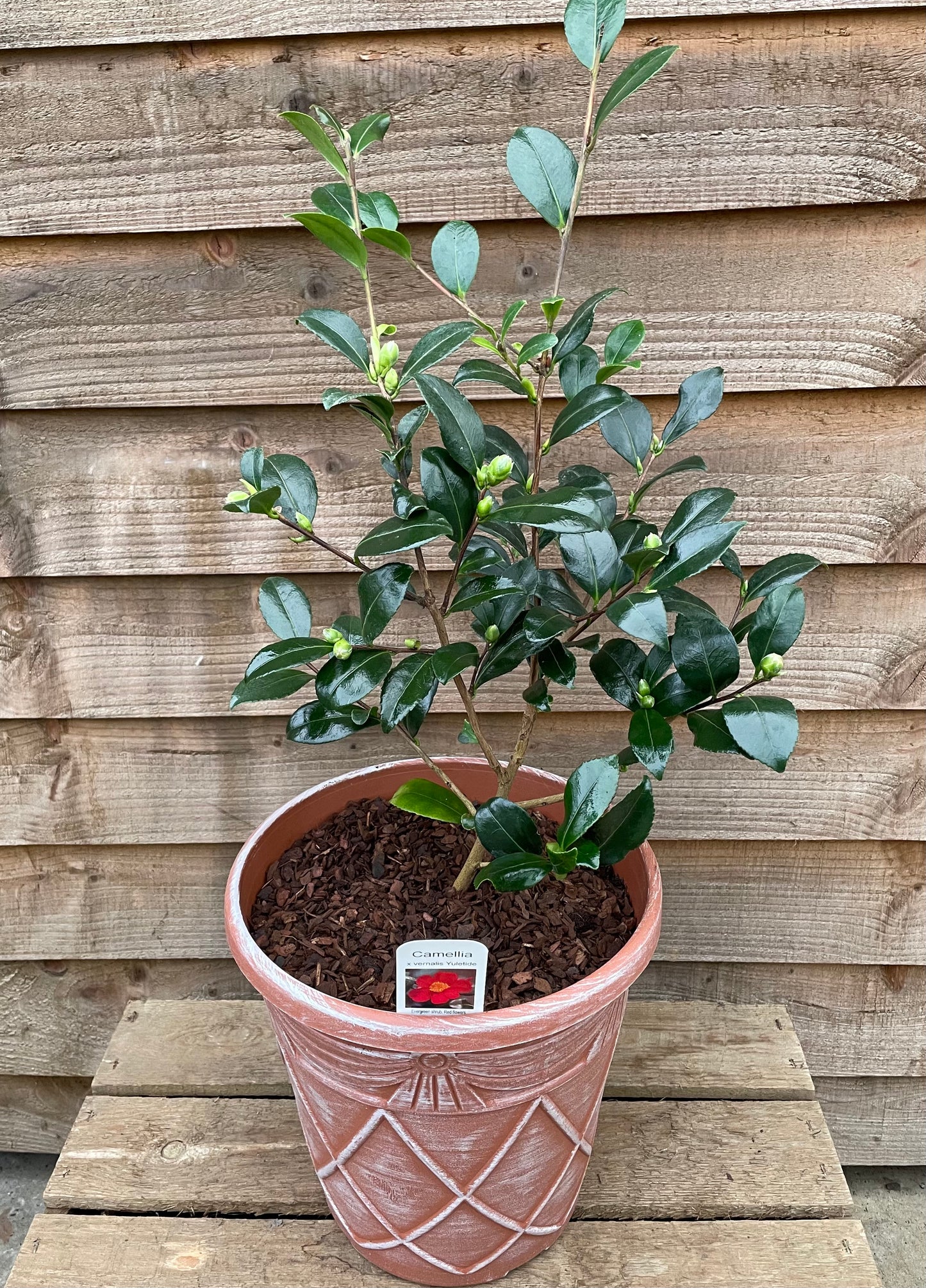 Camellia Yuletide