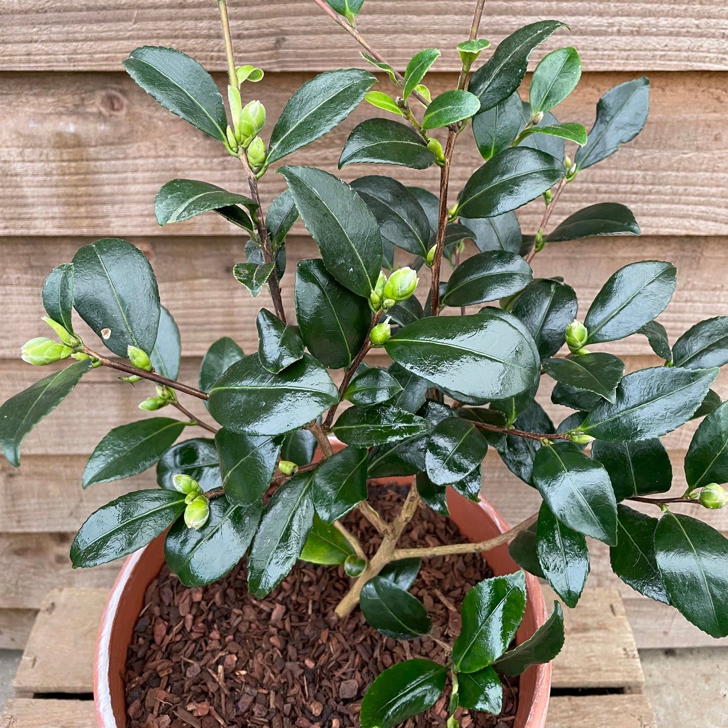 Camellia Yuletide