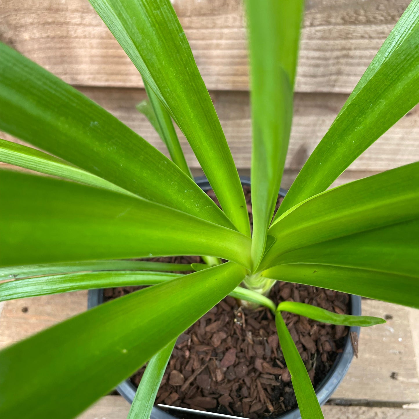 Agapanthus Big Blue
