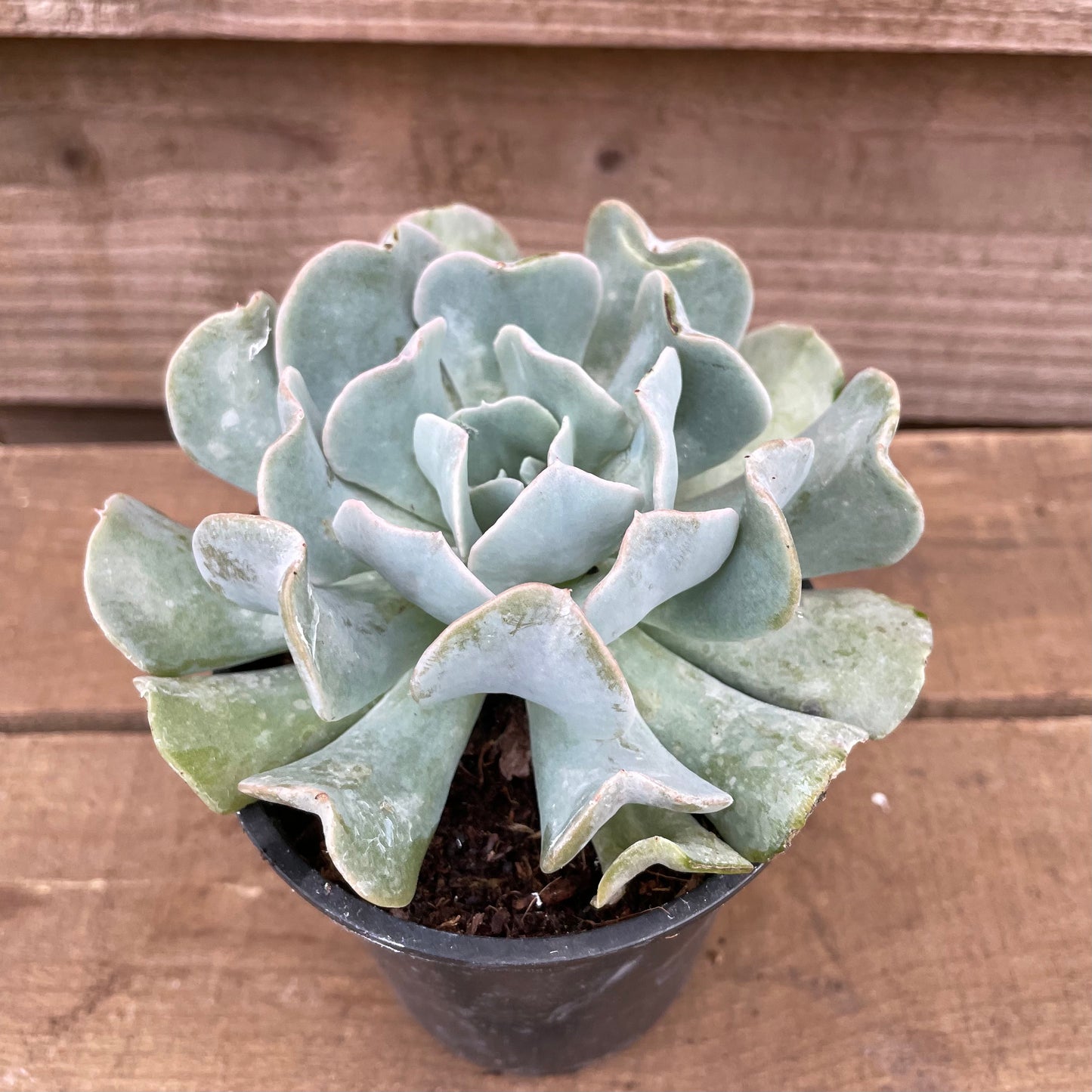 Echeveria Topsy Turvey