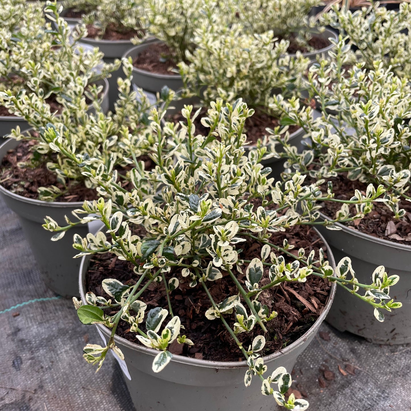 Ceanothus Cool Blue