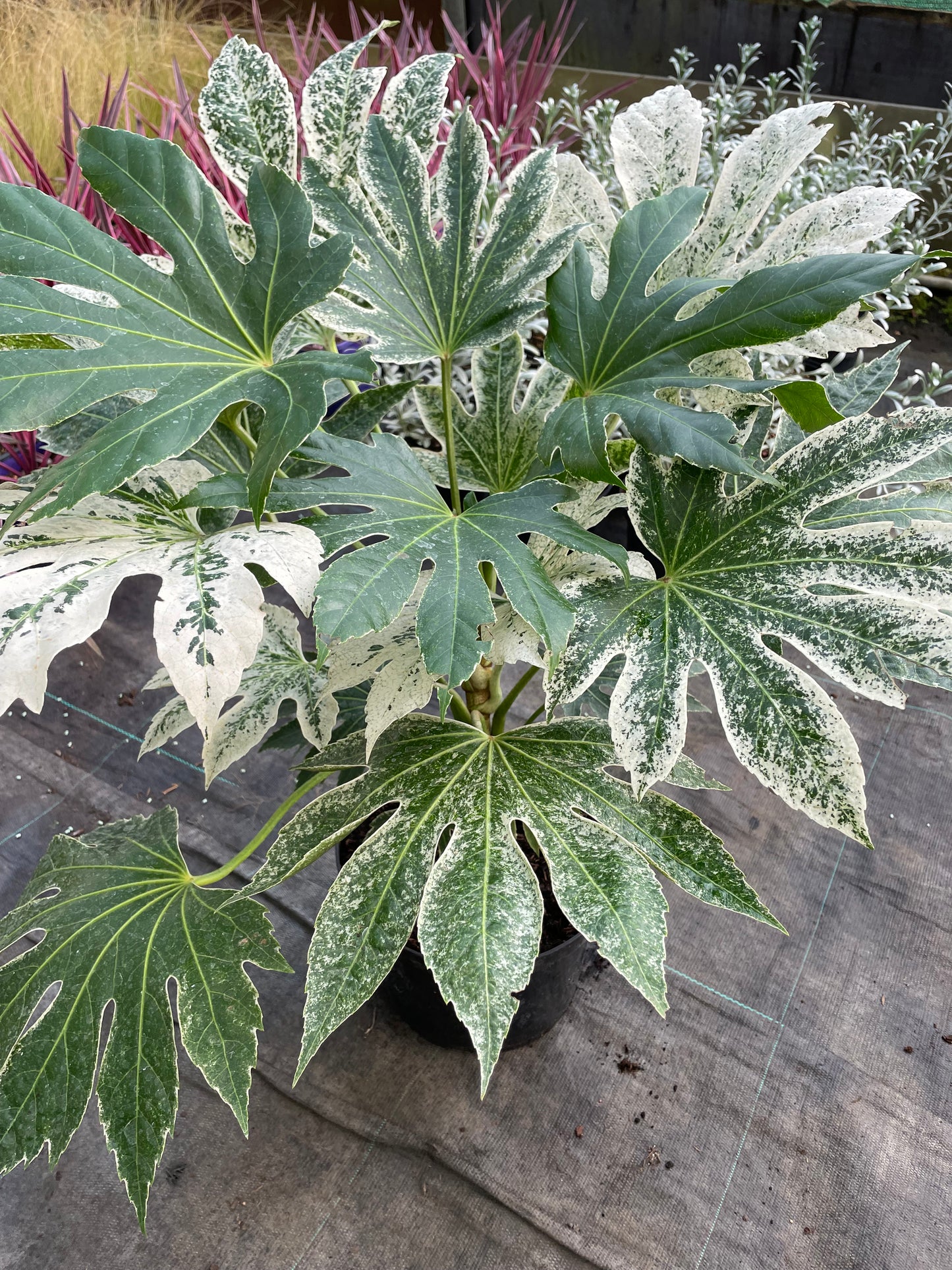 Fatsia Spider's Web