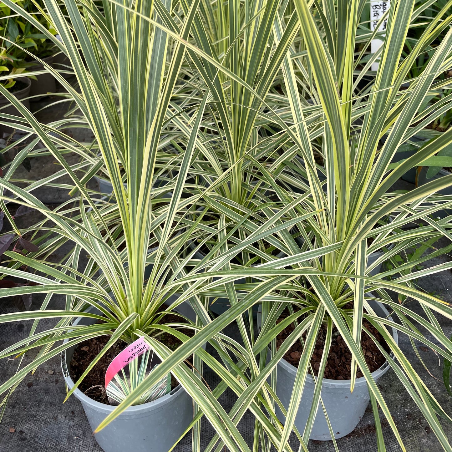 Cordyline Lime Passion