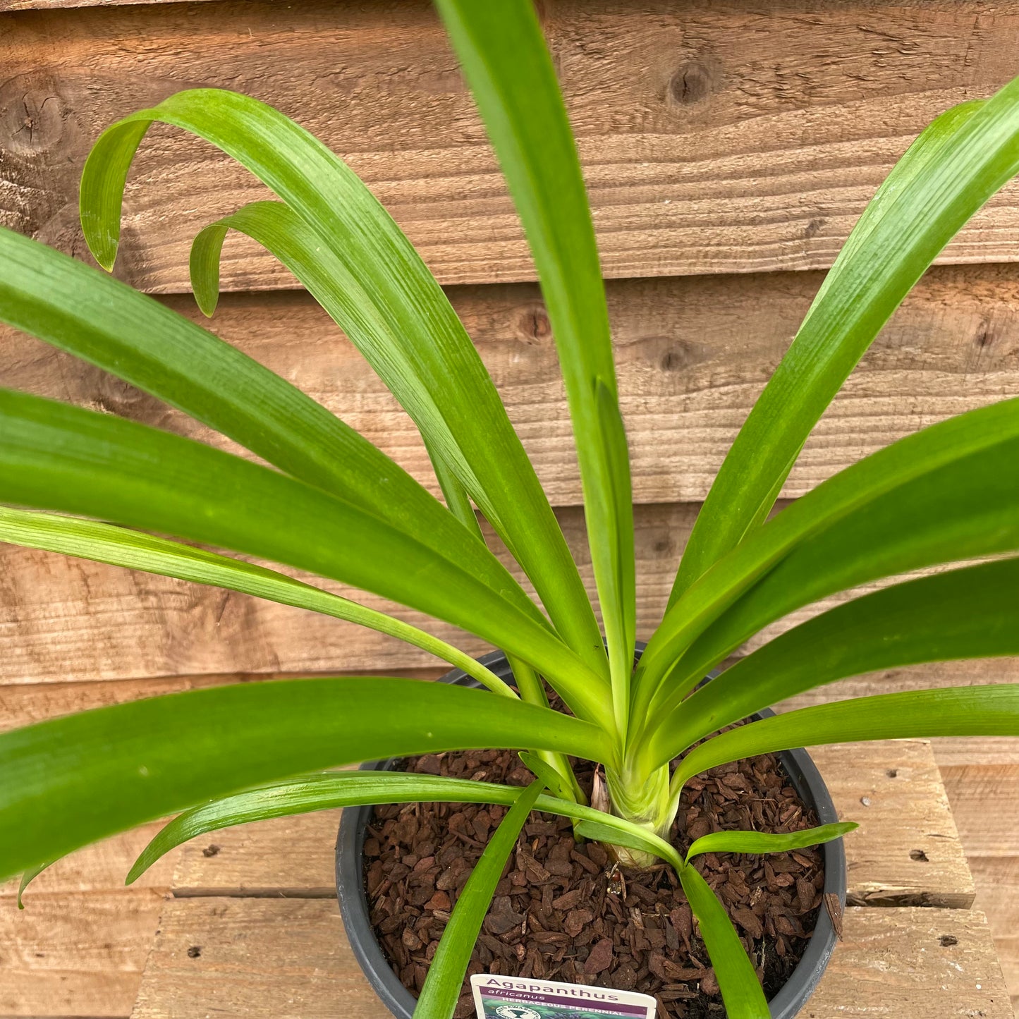 Agapanthus Big Blue