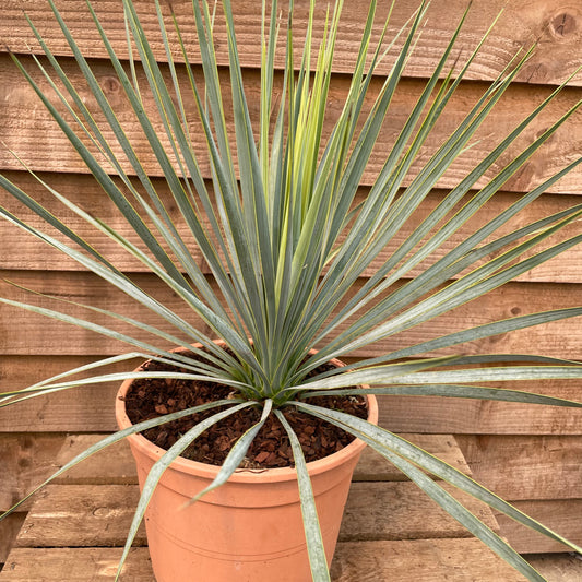potted yucca rostrata 