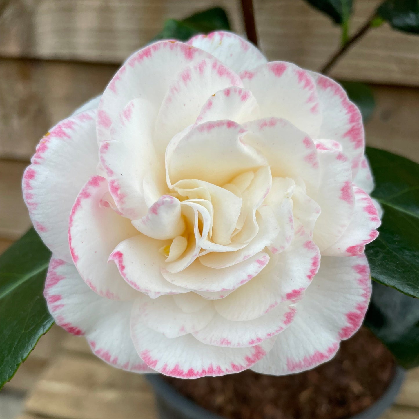 Camellia Margaret Davis