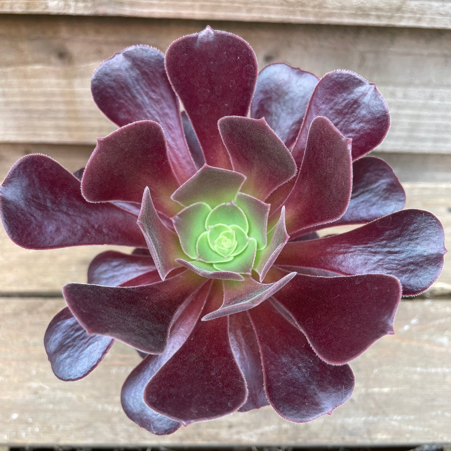 Aeonium Velour