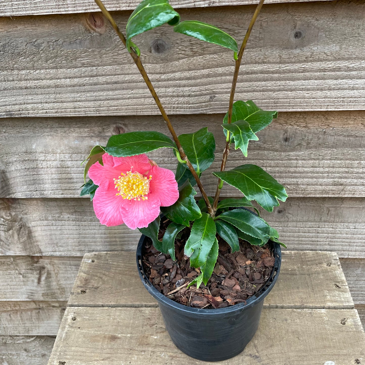 Camellia Fishtail