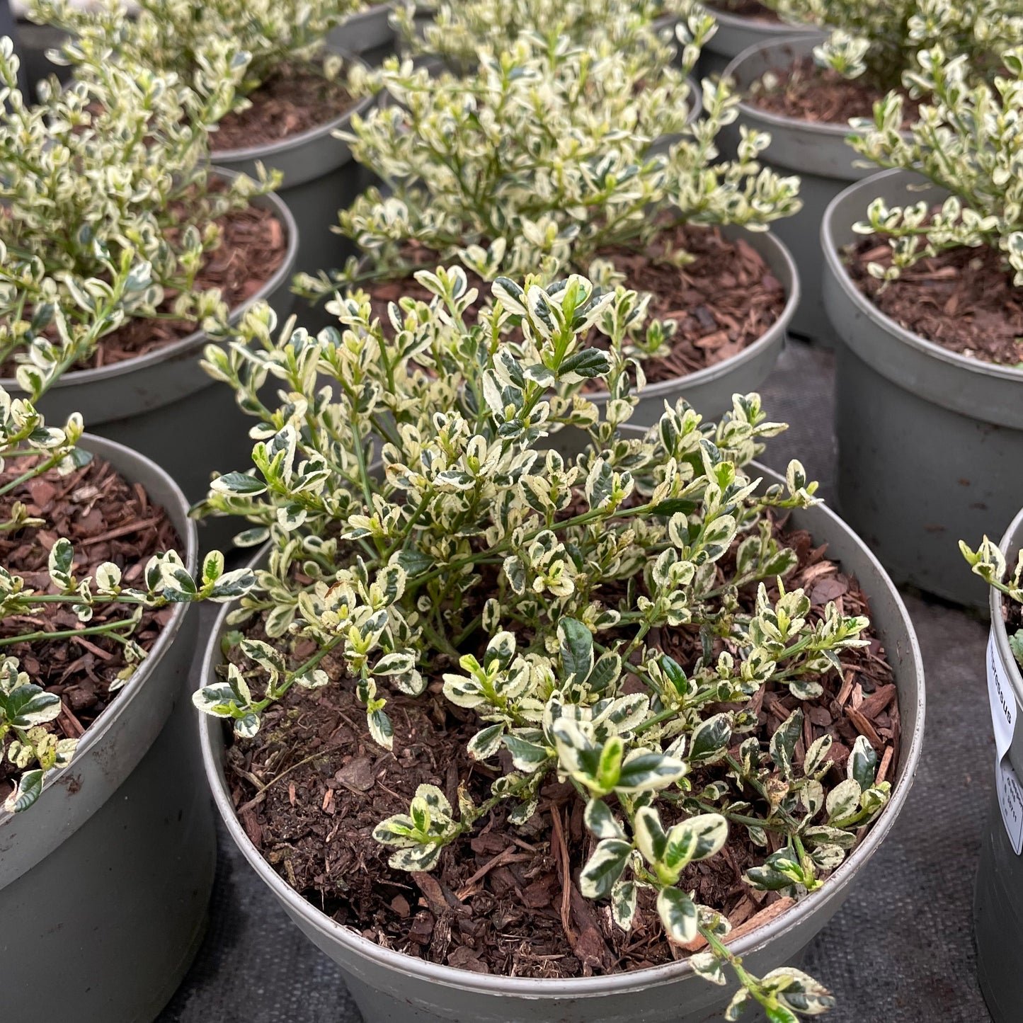 Ceanothus Cool Blue